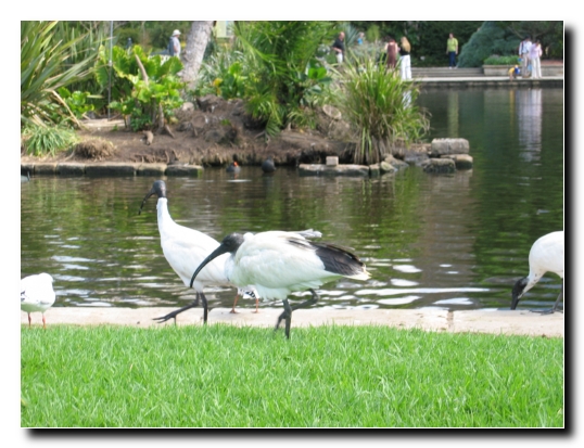 18 Royal Botanic Garden Sydney